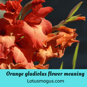 Orange gladiolus flower meaning