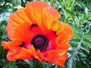 Orange Poppy flower 