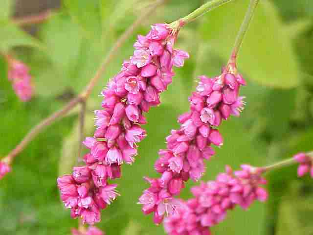 Write for Us : Guest Post Guidelines For Gardening, Plants, Home