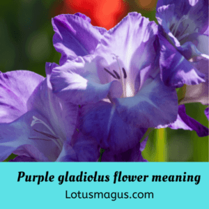 Purple gladiolus flower meaning