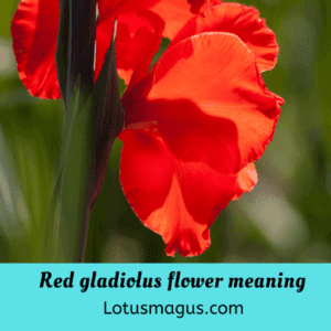 Red gladiolus flower meaning
