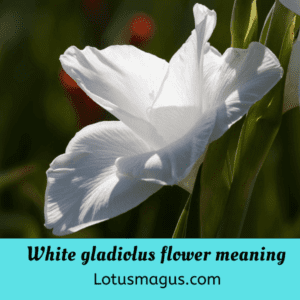 White gladiolus flower meaning