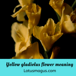 Yellow gladiolus flower meaning