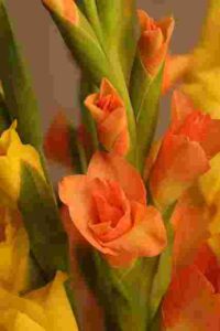 Gladiolus Flower Meaning colors