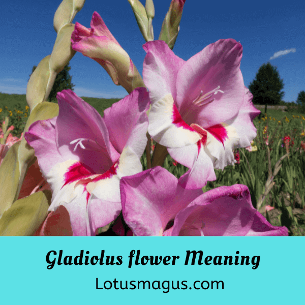 Gladiolus flower meaning
