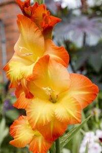 yellow gladiolus