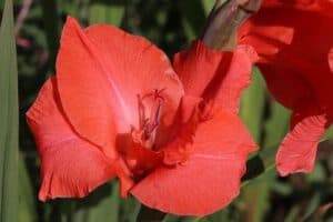 red gladiolus flower