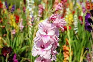 August Gladiolus Flower Meaning