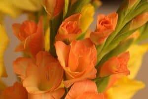 Orange gladiolus flower