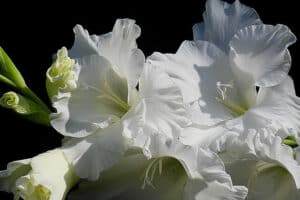 white gladiolus