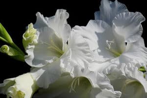 white gladiolus flower meaning