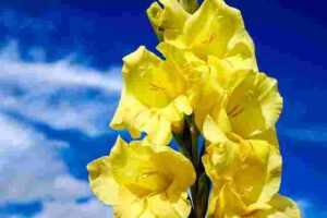 Gladiolus Flower Meaning Tattoos