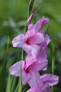 purple gladiolus flower meaning