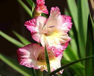 gladiolus flower meaning