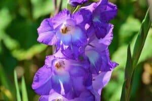 blue gladiolus flower