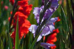 Types of gladiolus flower