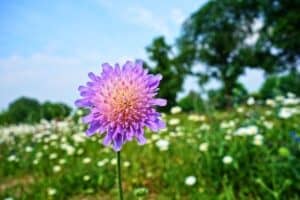 knautia arvensis