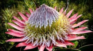 King Protea