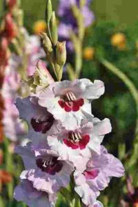 Gladiolus flower meaning Strength