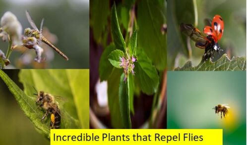 Plants that Repel Flies