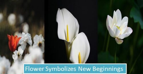 what-flower-symbolizes-new-beginnings-various-color-meaning