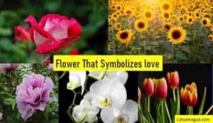 Flower that Represents Love