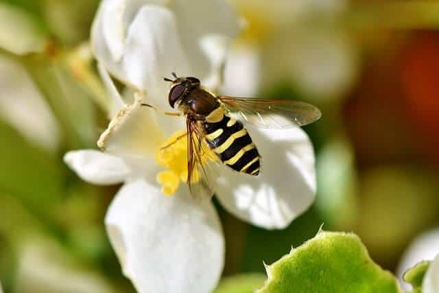 How To Get Rid of Hoverflies