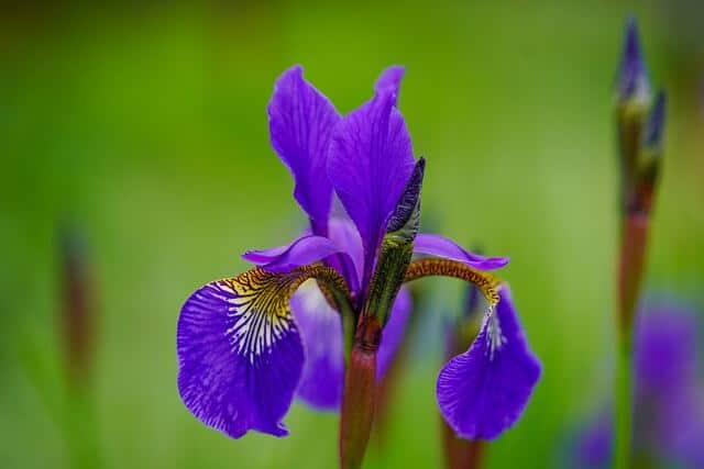 ¿Qué significa la flor de iris en la Biblia?