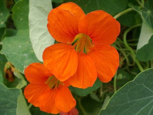 nasturtiums