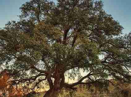 Oak Tree Symbolism in the Bible