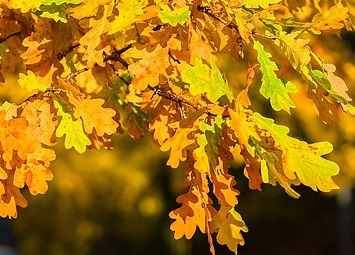 Oak Tree Spiritual Meaning