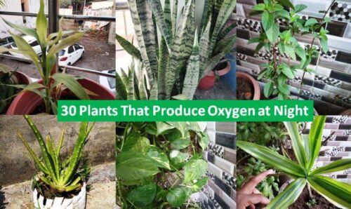 plants that produce oxygen at night