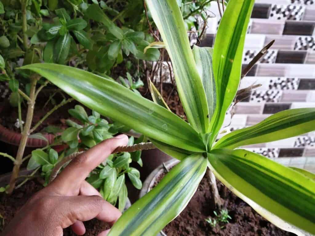 Plants that Release Oxygen at Night - Top 30 Houseplants