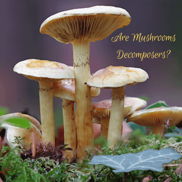 Are Mushrooms Decomposers