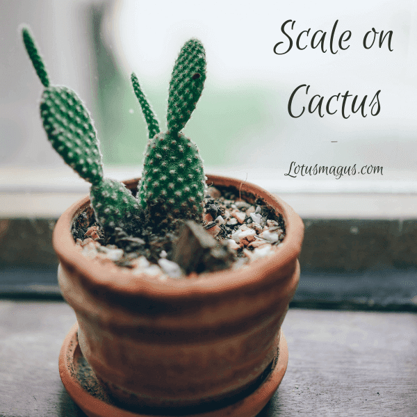 Scale on Cactus