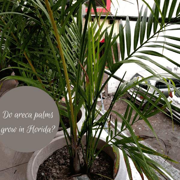 Do Areca palms grow in Florida