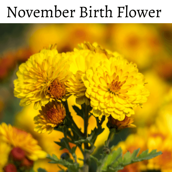 November Birth Flower