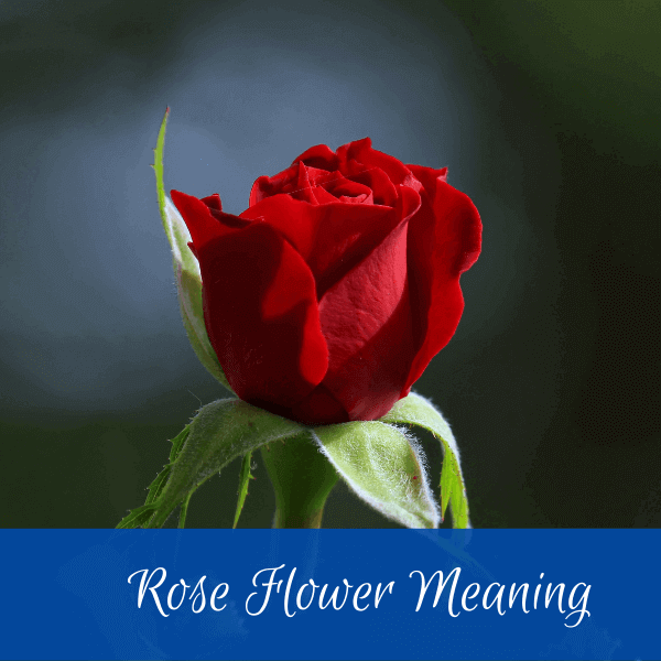 rose flower meaning