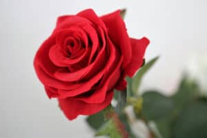 Red Rose Flower Meaning