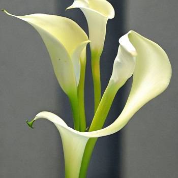 Calla lily Care after Deadheading