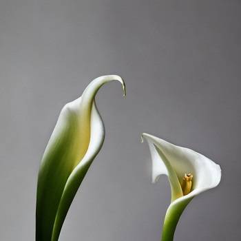 Calla lily Pruning