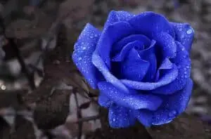 Blue Rose meaning