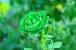 Green Rose flower