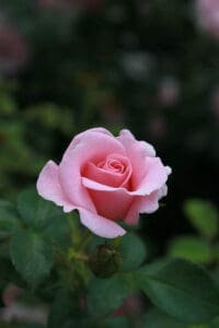 Pink Rose flower meaning