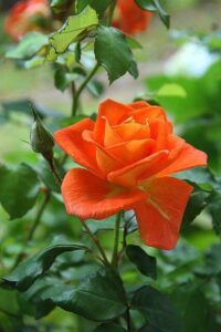 Orange Rose flower meaning