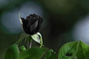 Black Rose Flower meaning