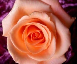 Peach Rose flower