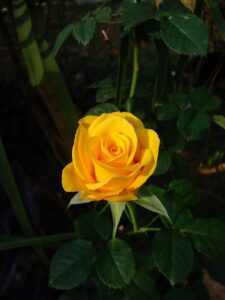 Yellow Rose meaning