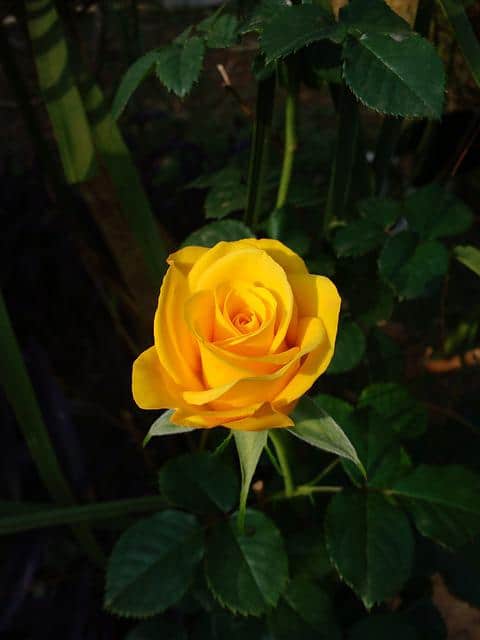 Yellow Rose meaning