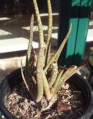 Aloe albiflora
